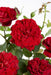 Cespuglio Di Rose Rosse - ↨65Cm - Ø15 - Arbusto Fiorito