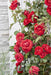 Cespuglio Di Rose Rosse - ↨65Cm - Ø15 - Arbusto Fiorito