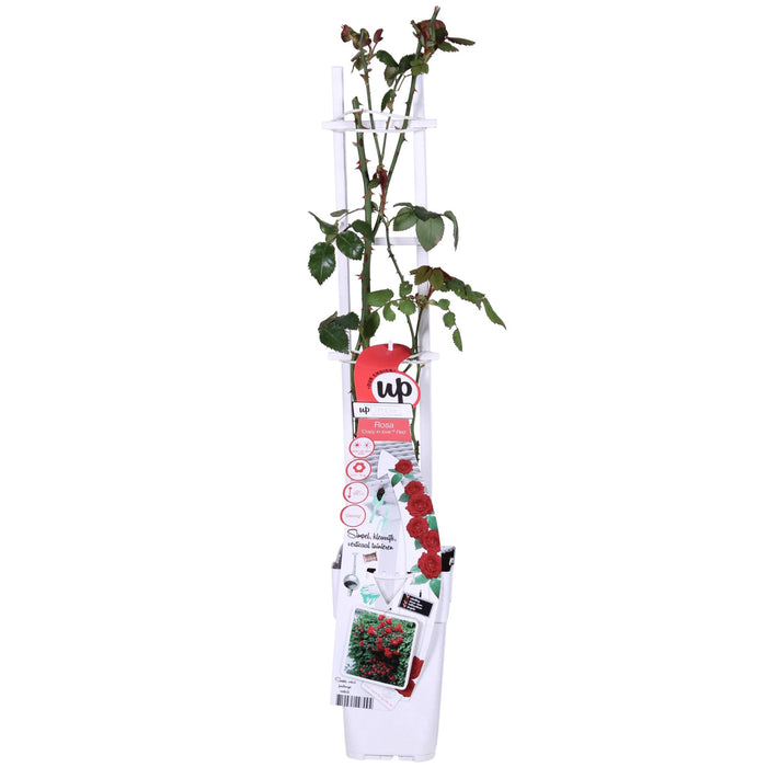 Cespuglio Di Rose Rosse - ↨65Cm - Ø15 - Arbusto Fiorito