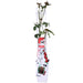 Cespuglio Di Rose Rosse - ↨65Cm - Ø15 - Arbusto Fiorito
