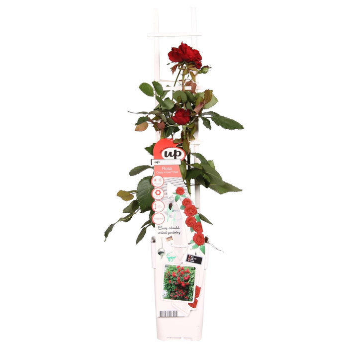 Cespuglio Di Rose Rosse - ↨65Cm - Ø15 - Arbusto Fiorito