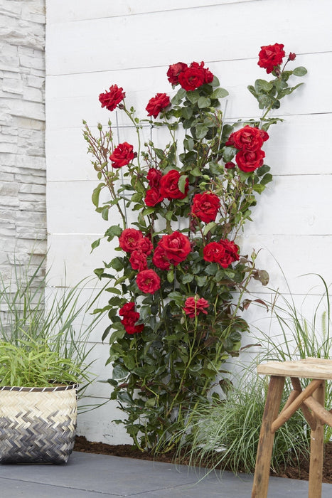 Cespuglio Di Rose Rosse - ↨65Cm - Ø15 - Arbusto Fiorito