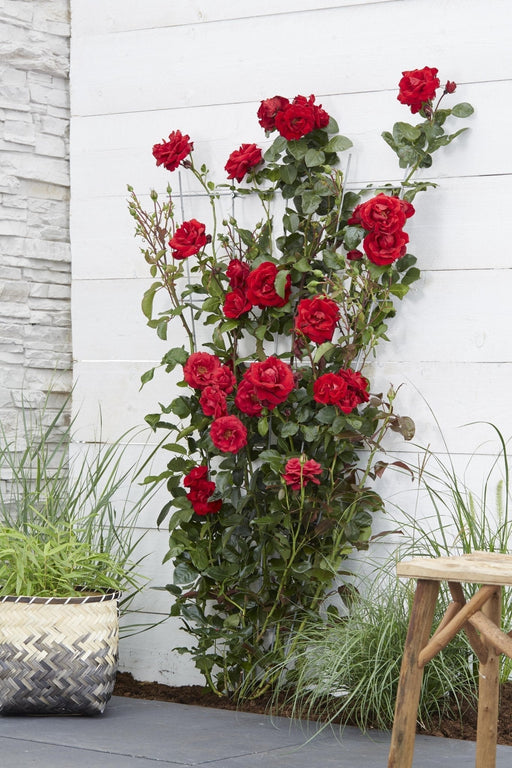 Cespuglio Di Rose Rosse - ↨65Cm - Ø15 - Arbusto Fiorito