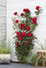Cespuglio Di Rose Rosse - ↨65Cm - Ø15 - Arbusto Fiorito