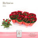 Cespuglio Di Rose Rosse D10,5Cm H25Cm