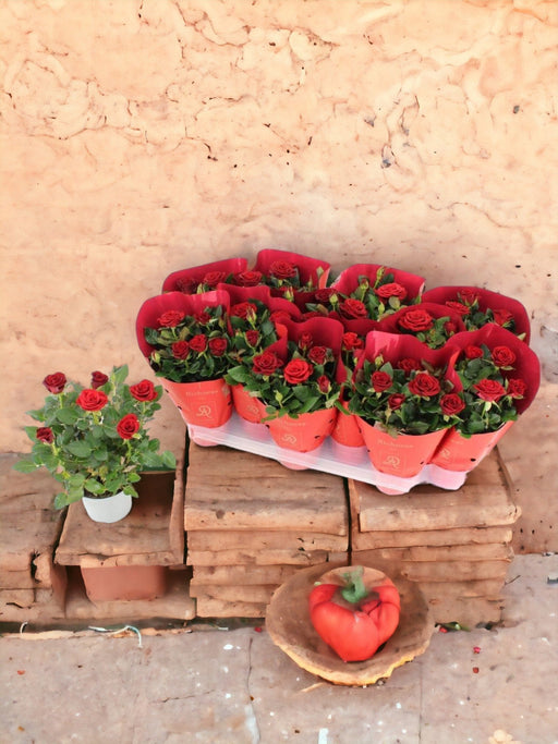 Cespuglio Di Rose Rosse D10,5Cm H25Cm