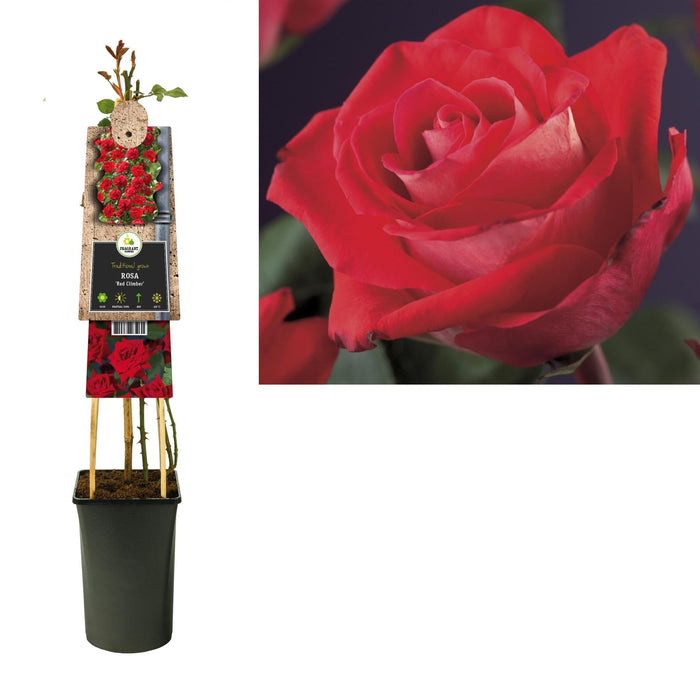 Cespuglio Di Rose Rosse D17Cm H75Cm