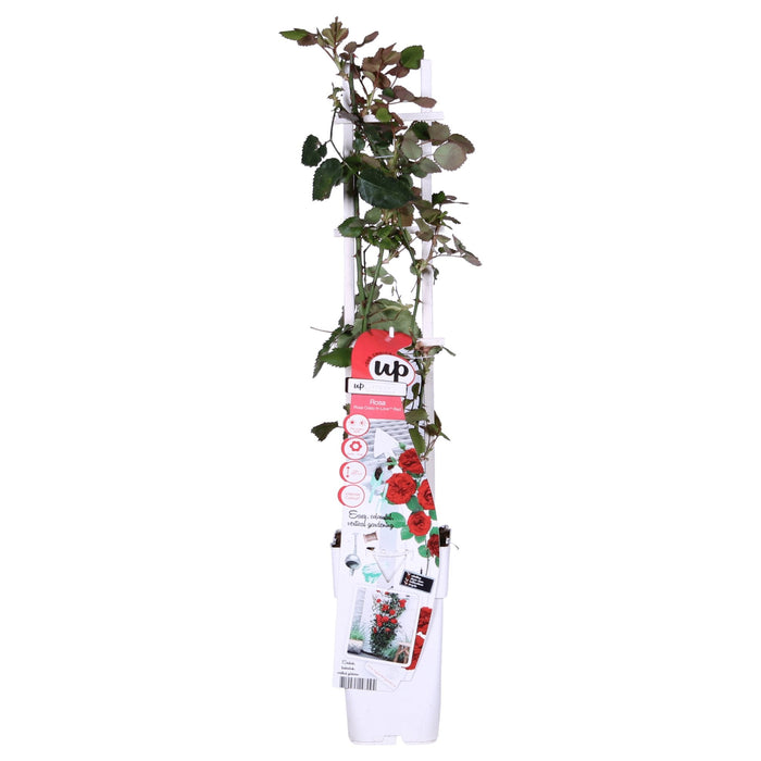 Cespuglio Di Rose Rosse - Set Da 3 - ↨65 Cm - Ø15 - Pianta Da Esterno