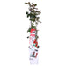 Cespuglio Di Rose Rosse - Set Da 3 - ↨65 Cm - Ø15 - Pianta Da Esterno