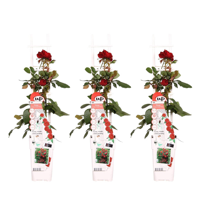Cespuglio Di Rose Rosse - Set Da 3 - ↨65 Cm - Ø15 - Pianta Da Esterno