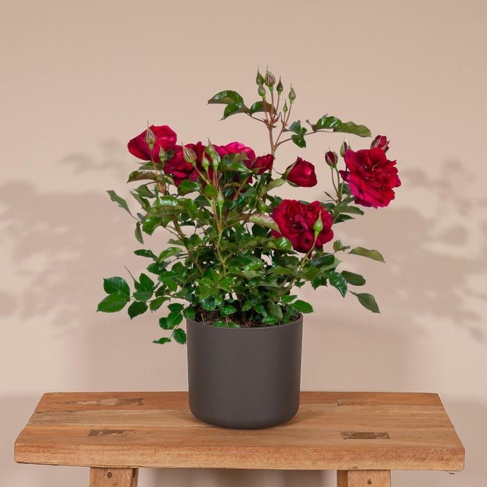 Cespuglio Di Rose Rosse - Pianta Da Fiore All'aperto