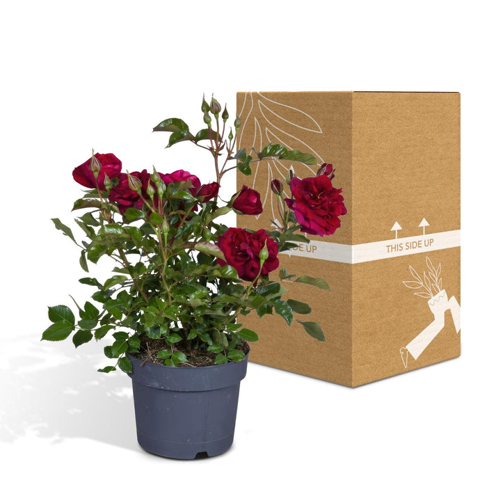 Cespuglio Di Rose Rosse - Pianta Da Fiore All'aperto