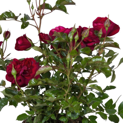 Cespuglio Di Rose Rosse - Pianta Da Fiore All'aperto