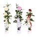 Cespuglio Di Rose Rosse, Rosa E Bianche - Set Da 3 - ↨65 Cm - Ø15 - Pianta Da Esterno Fiorita