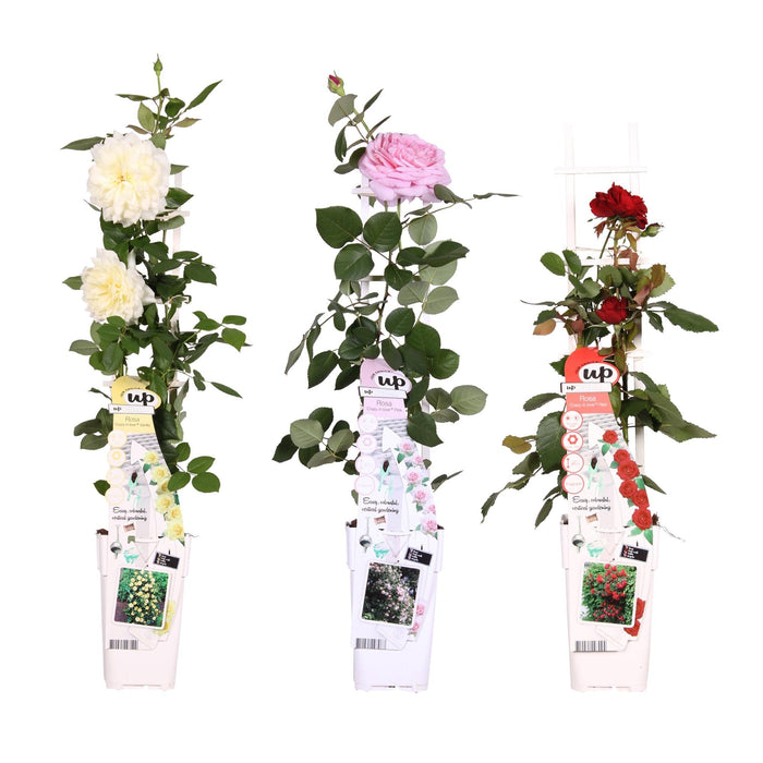 Cespuglio Di Rose Rosse, Rosa E Bianche - Set Da 3 - ↨65 Cm - Ø15 - Pianta Da Esterno Fiorita