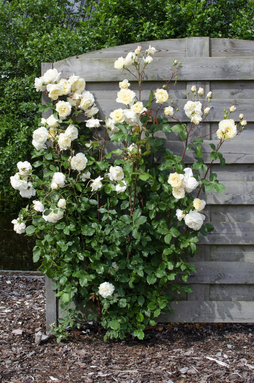 Rosa Vaniglia Bianca - ↨65Cm - Ø15 - Arbusto Da Fiore