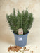 Rosmarino Spento. - Ø18Cm - ↕40Cm