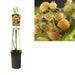 Rubus Fallgold More D17Cm H75Cm