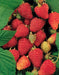 Rubus Idaeus 'Tulameen' +3.0 Etichetta - Ø17Cm - ↕75Cm