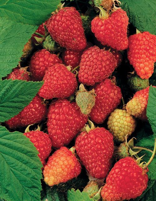 Rubus More D17Cm H75Cm