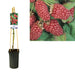 Rubus More Loganberry D17Cm H75Cm