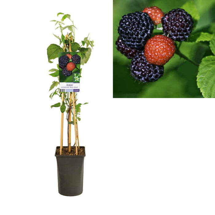 Rubus Occidentalis 'Gioiello Nero' +Etichetta Leggera - Ø17Cm - ↕75Cm