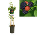 Rubus Occidentalis 'Gioiello Nero' +Etichetta Leggera - Ø17Cm - ↕75Cm