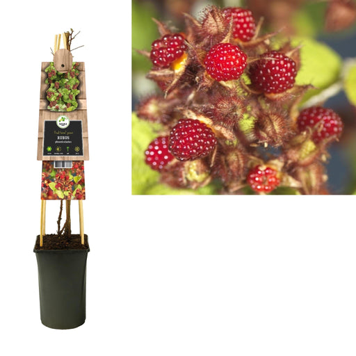Rubus Phoenicolasius +3.0 Etichetta - Ø17Cm - ↕75Cm