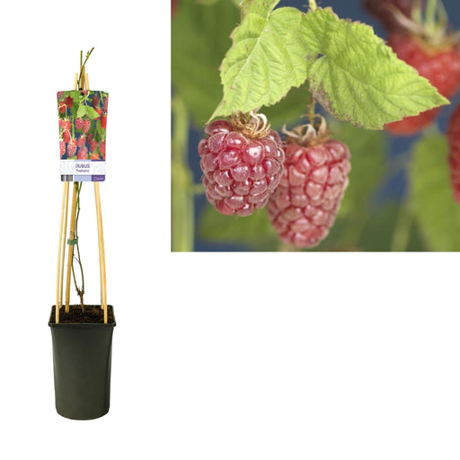 Rubus 'Tayberry' Lampone Di Gelso D17Cm H75Cm