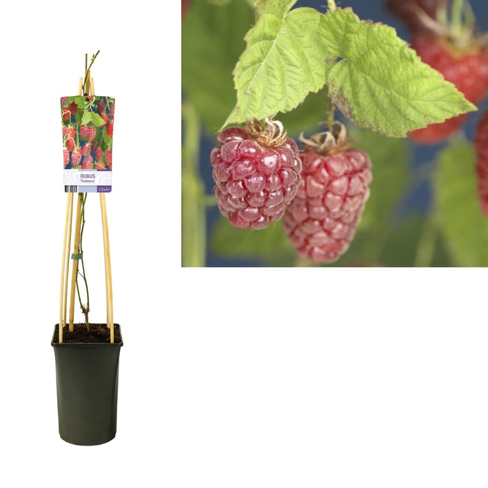 Rubus 'Tayberry' Lampone Di Gelso D17Cm H75Cm