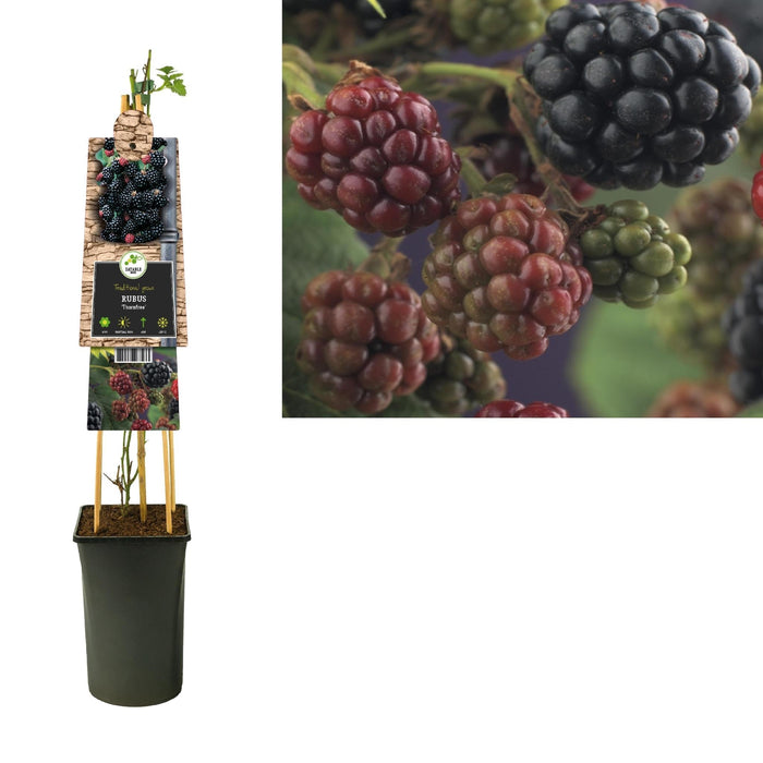Rubus 'Thornfree' +3.0 Etichetta - Ø17Cm - ↕75Cm