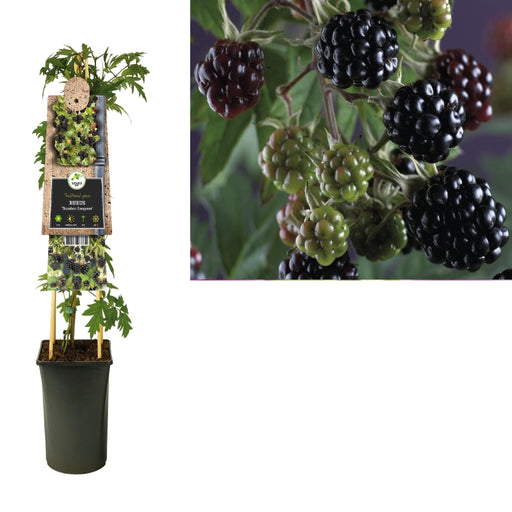 Rubus 'Thornless Evergreen' +3.0 Etichetta - Ø17Cm - ↕75Cm