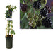 Rubus 'Sempreverde Senza Spine' +Etichetta Chiara - Ø17Cm - ↕75Cm
