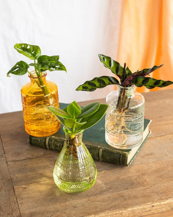 Trio Di Impianti Di Idrocoltura Salina - Giallo