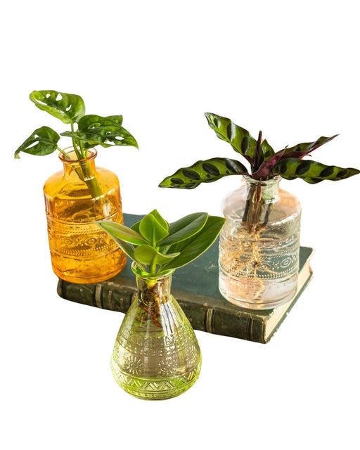 Trio Di Impianti Di Idrocoltura Salina - Giallo