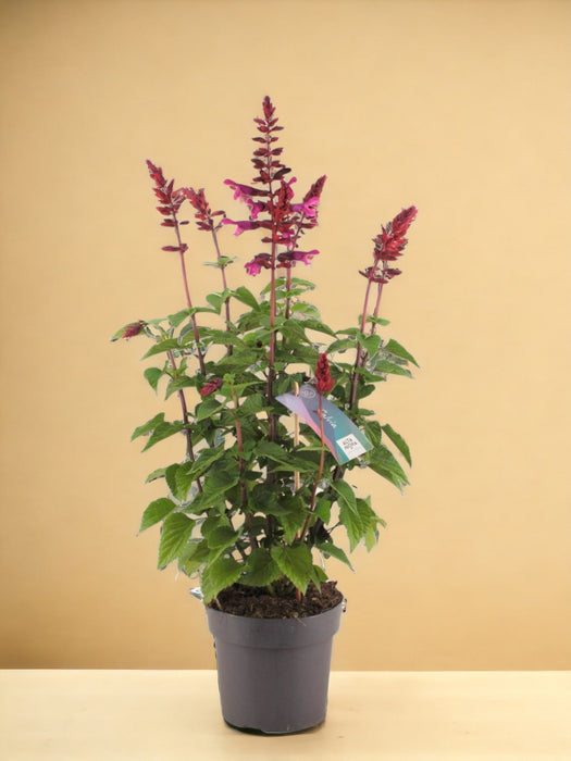 Salvia Salgoon Color Lampone
