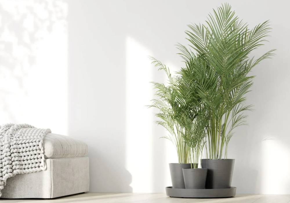 Vasi da fiori che abbelliscono i tuoi spazi