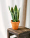 Sansevieria