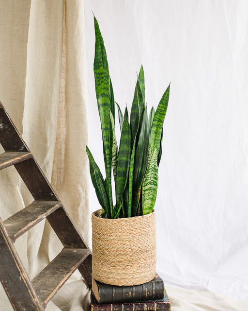 Sansevieria Corallo Nero