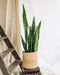Sansevieria Corallo Nero