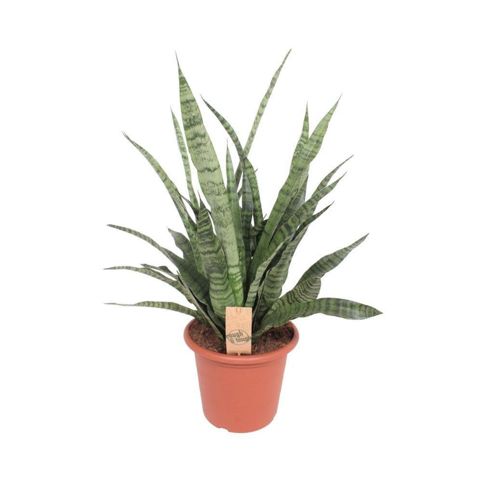 Sansevieria Diamante Verde