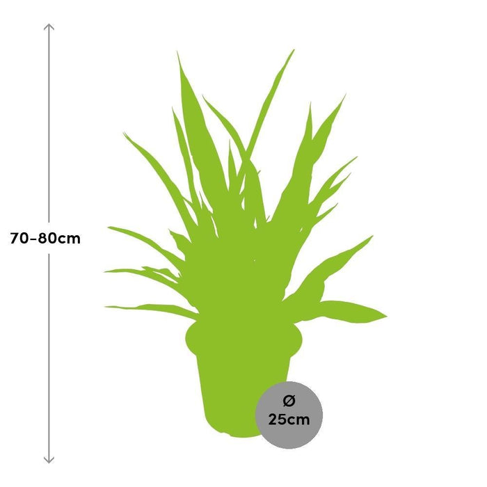 Sansevieria Diamante Verde