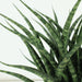Sansevieria Fernwood Punk - Set Di 2