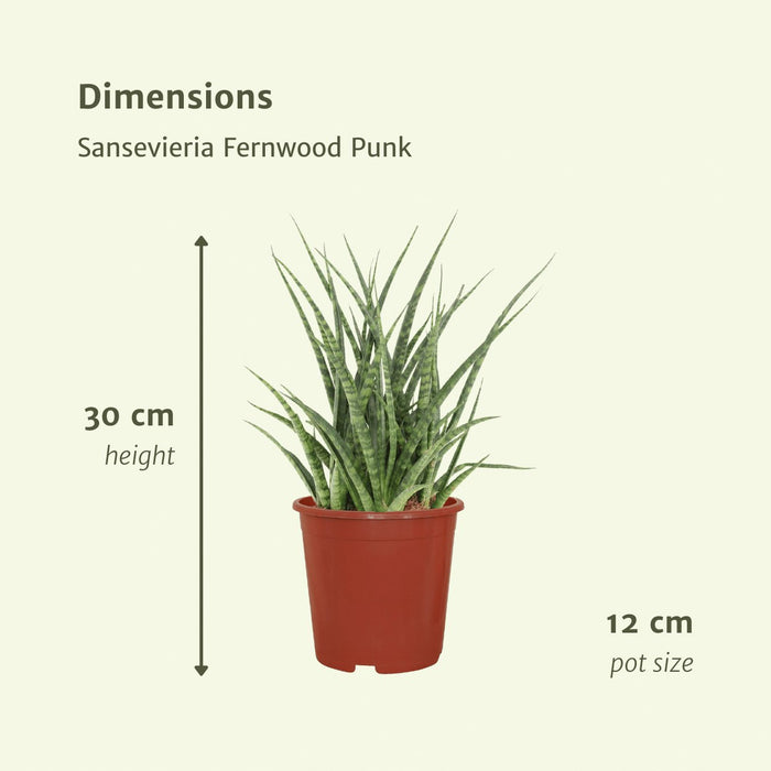 Sansevieria Fernwood Punk - Set Di 2