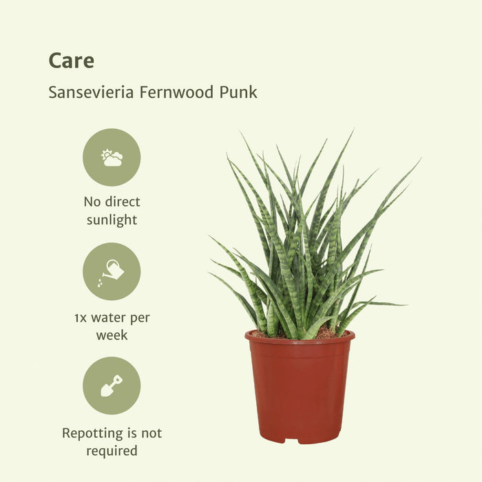 Sansevieria Fernwood Punk - Set Di 2