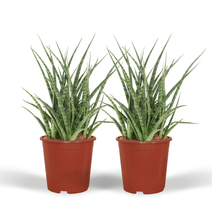 Sansevieria Fernwood Punk - Set Di 2