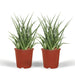 Sansevieria Fernwood Punk - Set Di 2