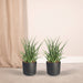 Sansevieria Fernwood Punk - Set Di 2