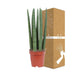 Sansevieria Dritta