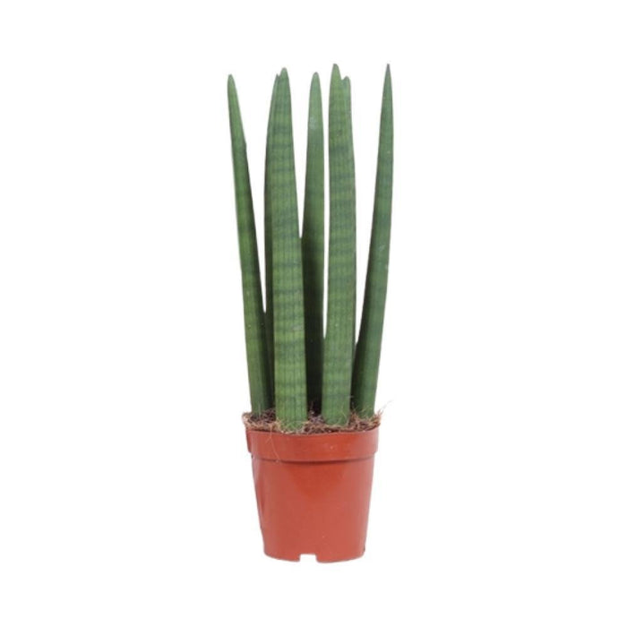 Sansevieria Dritta